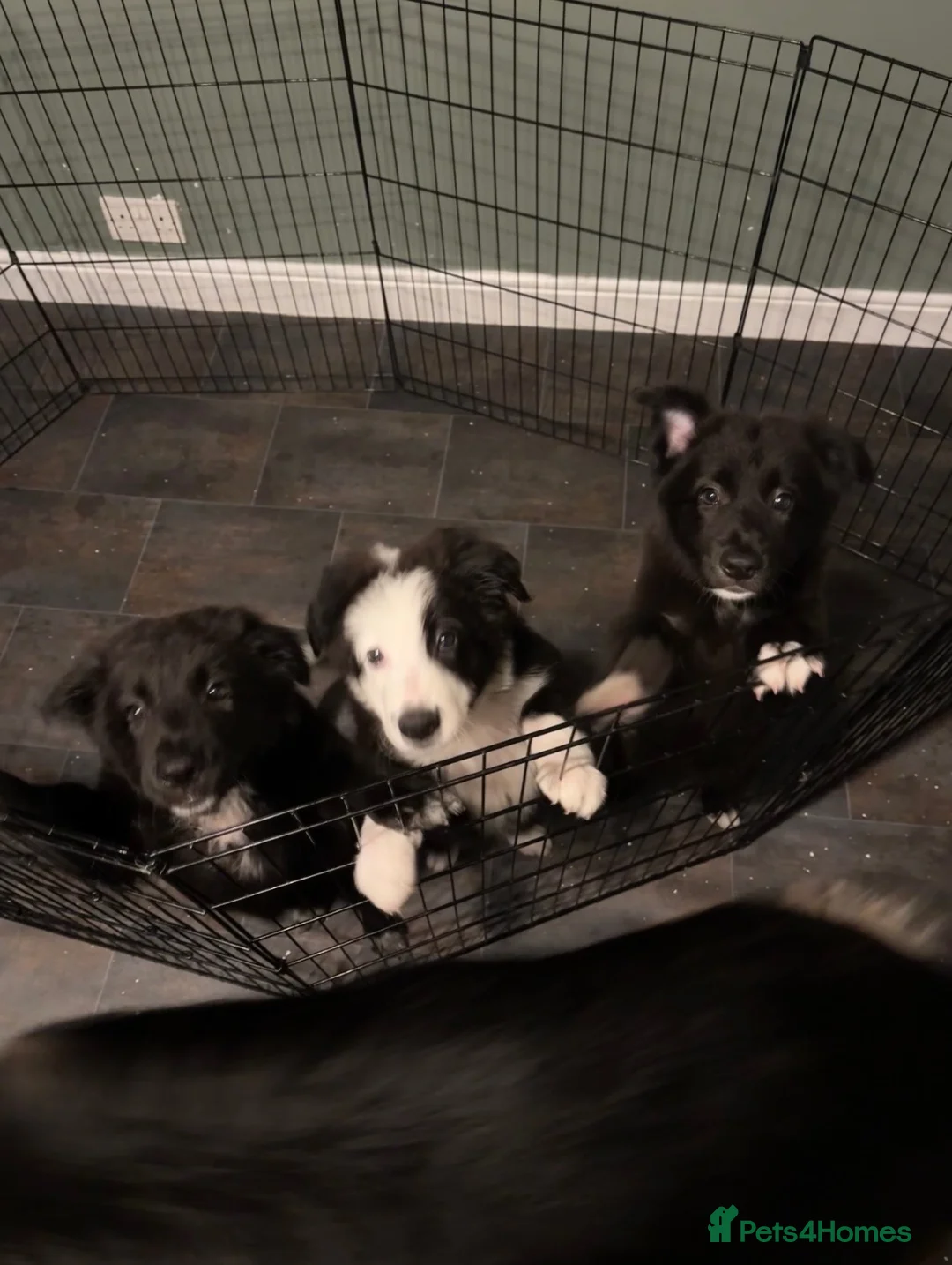 Mixed Breed dogs for sale: Shollie pups (German shepherd & Border collie) in Castleford - Advert 1