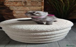 Scottish Fold cats for sale: Adorable Scottish Fold and Straight Kittens  - Image 3