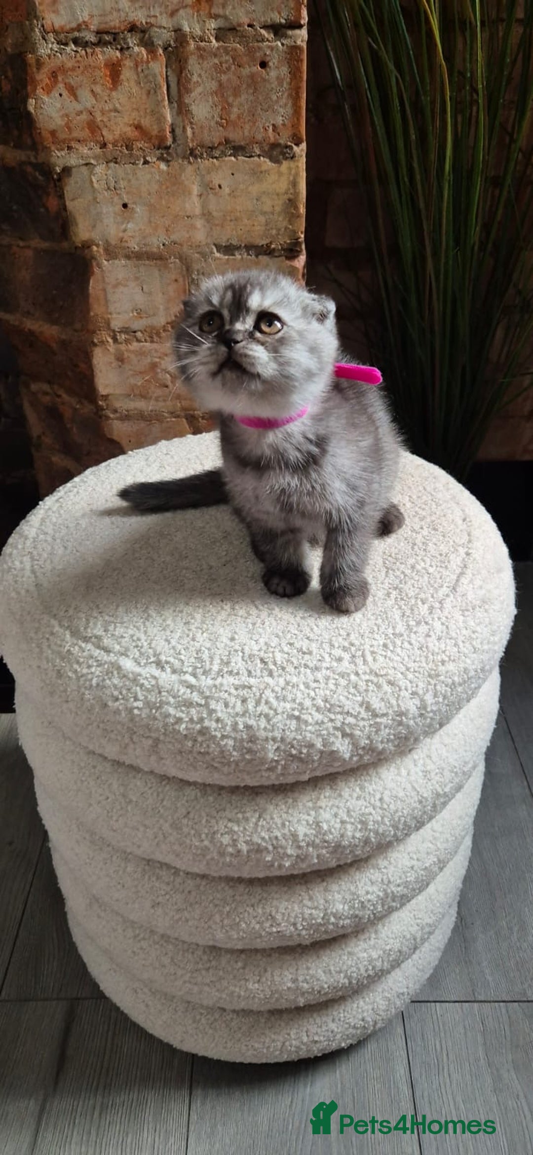 Scottish Fold cats for sale: Adorable Scottish Fold and Straight Kittens  - Image 3