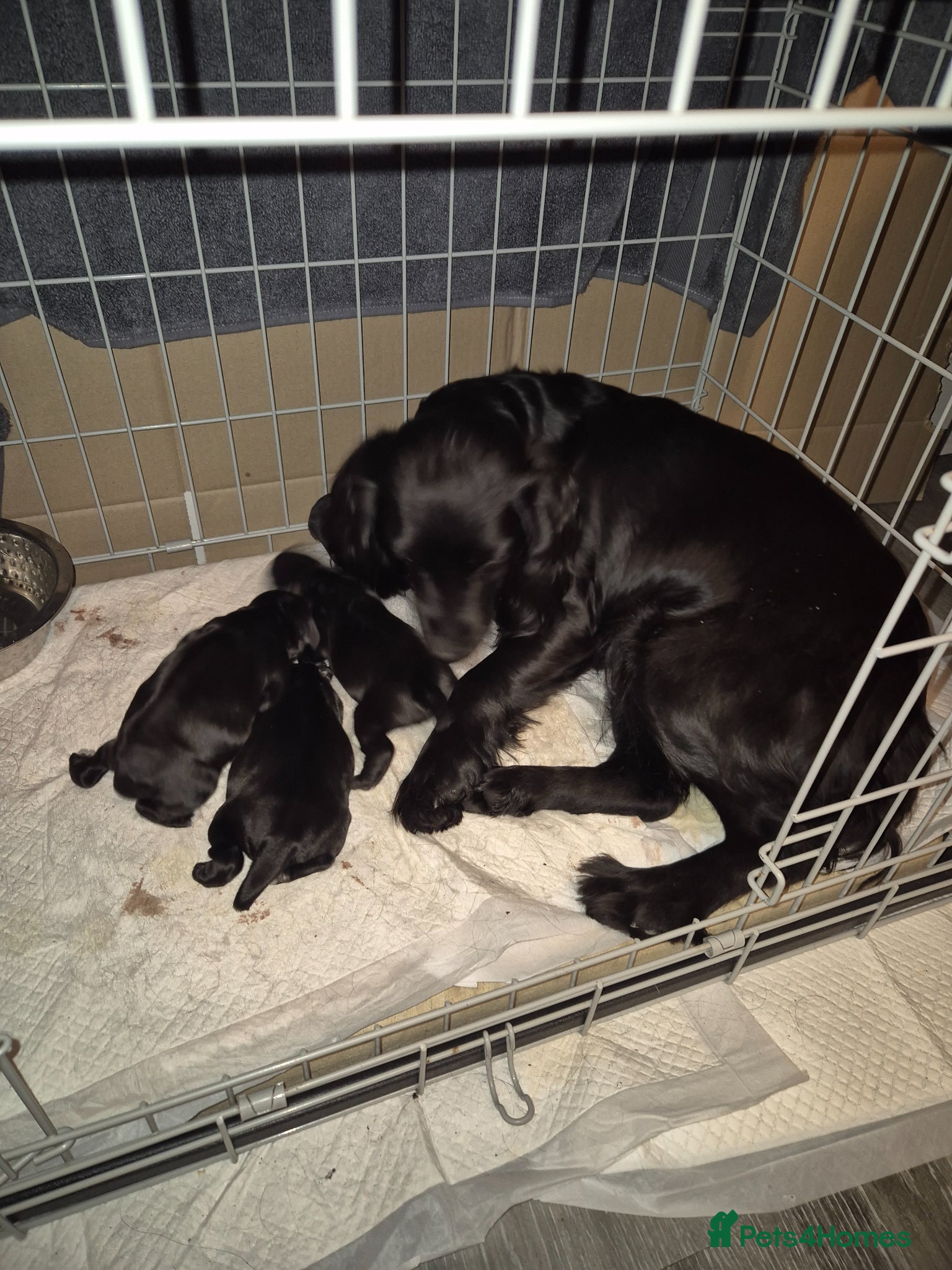 Sprocker dogs for sale: 3 Beautiful Sprockers - Advert 1
