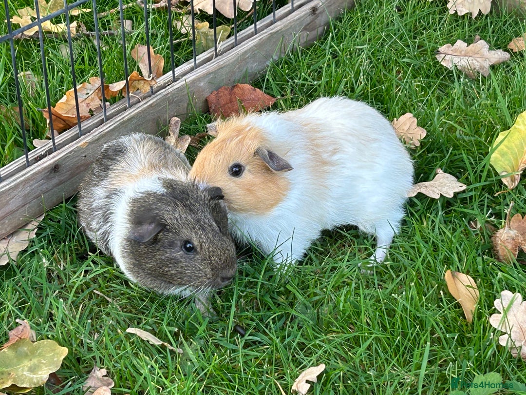 Guinea Pig rodents for sale: Female Guinea Pigs  - Image 3
