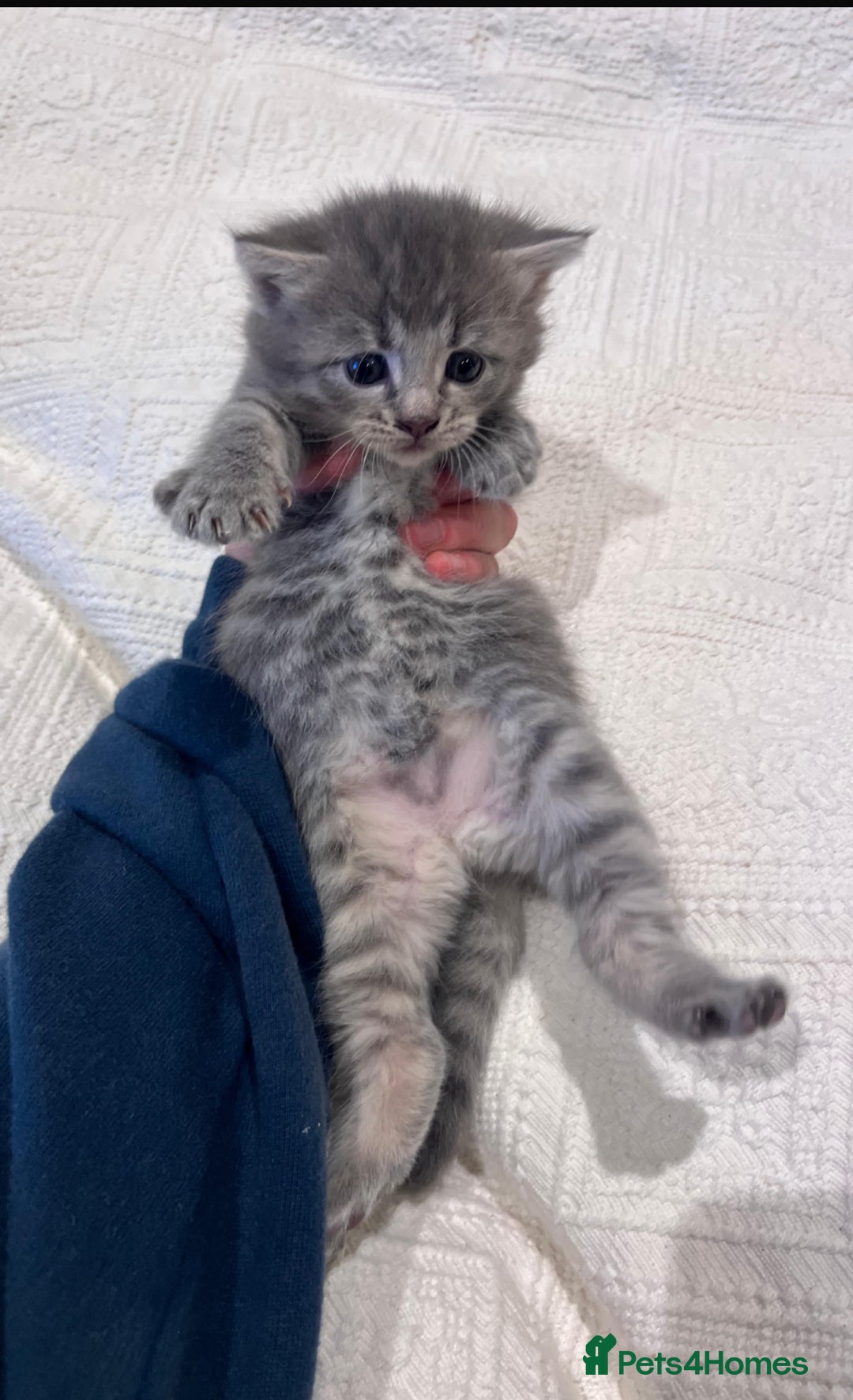 Maine Coon cats for sale: Maine coon x bsh. READY 14th BUT CAN HOLD - Advert 22