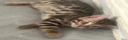Bengal cats for sale: Bengal kittens  - Advert 4