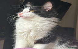 Mixed Breed cats for sale: Fluffy Kittens For Sale  - Image 7