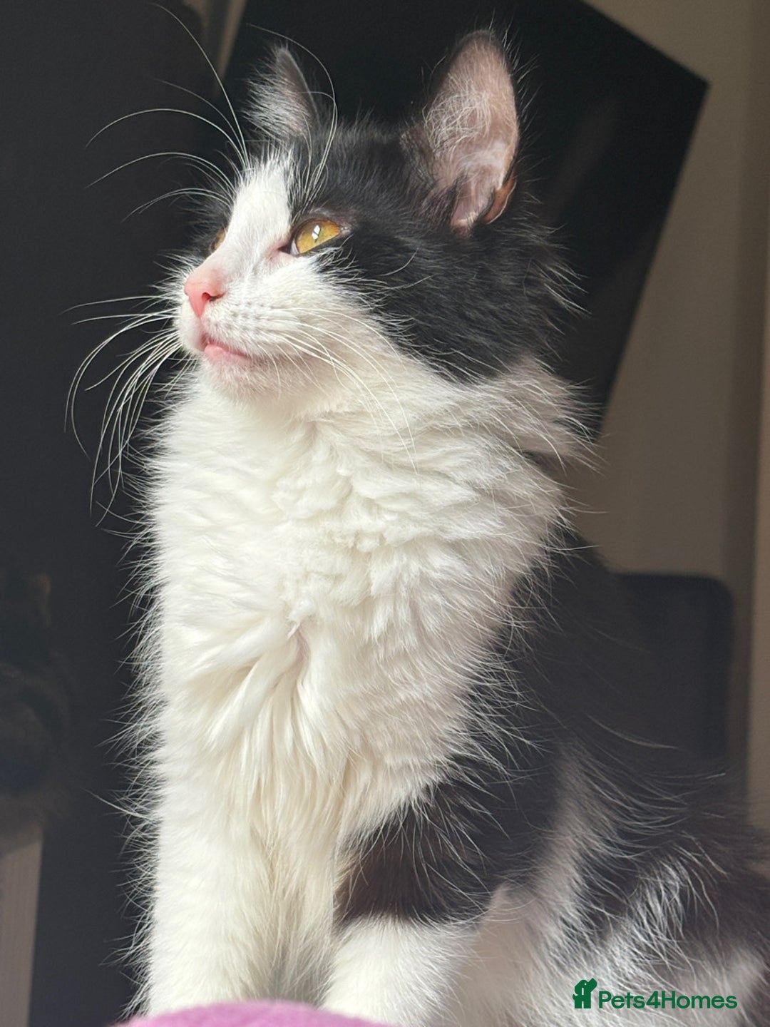 Mixed Breed cats for sale: Fluffy Kittens For Sale  - Image 7