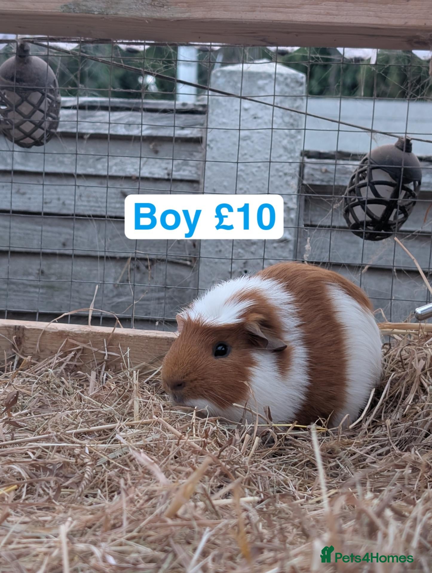 Guinea Pig rodents  boy guinea pig - Advert 21