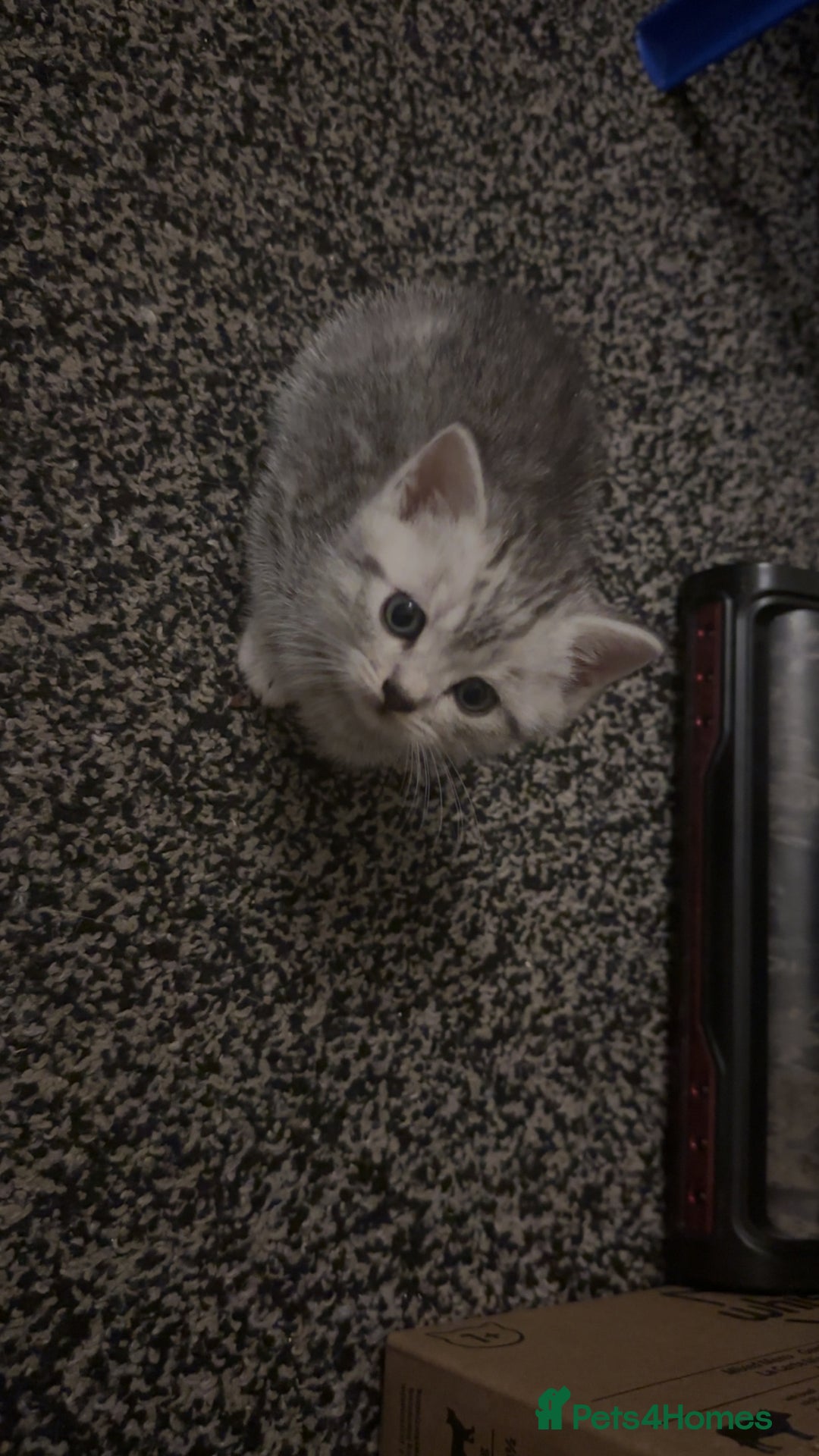 British Shorthair cats for sale: British short hair  - Image 18