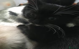 Domestic Shorthair cats for sale: 5 kittens ready to leave  - Image 11