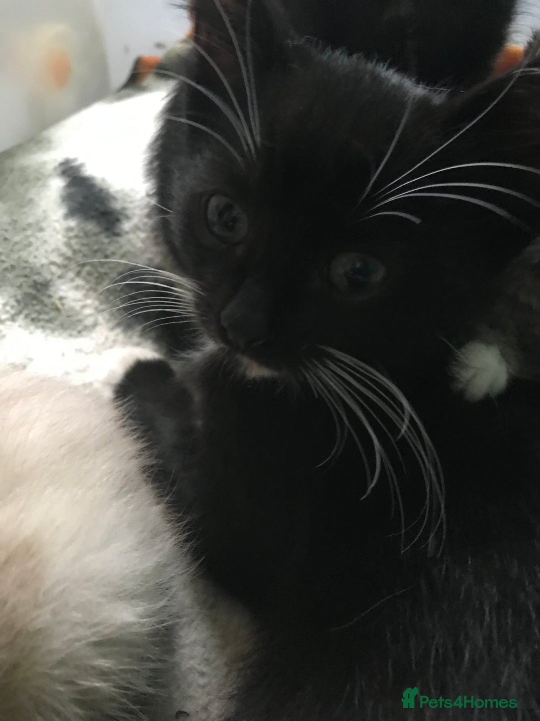 Domestic Shorthair cats for sale: 5 kittens ready to leave  - Image 11