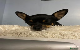 Chihuahua dogs for sale: Beautiful chihuahua for sale  - Image 4