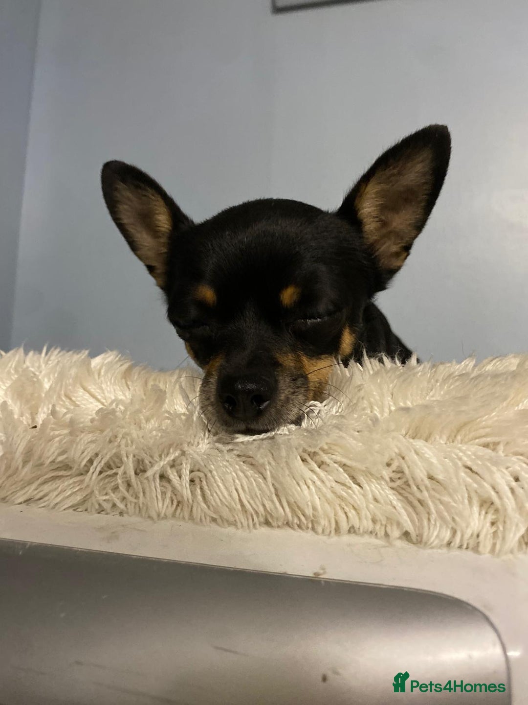Chihuahua dogs for sale: Beautiful chihuahua for sale  - Image 4