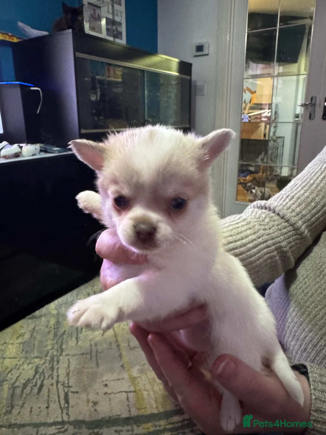 Pomchi dogs for sale: 4 Stunning Pomchi’s  - Advert 6