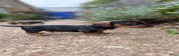 Miniature Dachshund dogs for sale: Miniature Daschunds - Advert 13