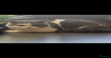 British Shorthair cats - Advert 6