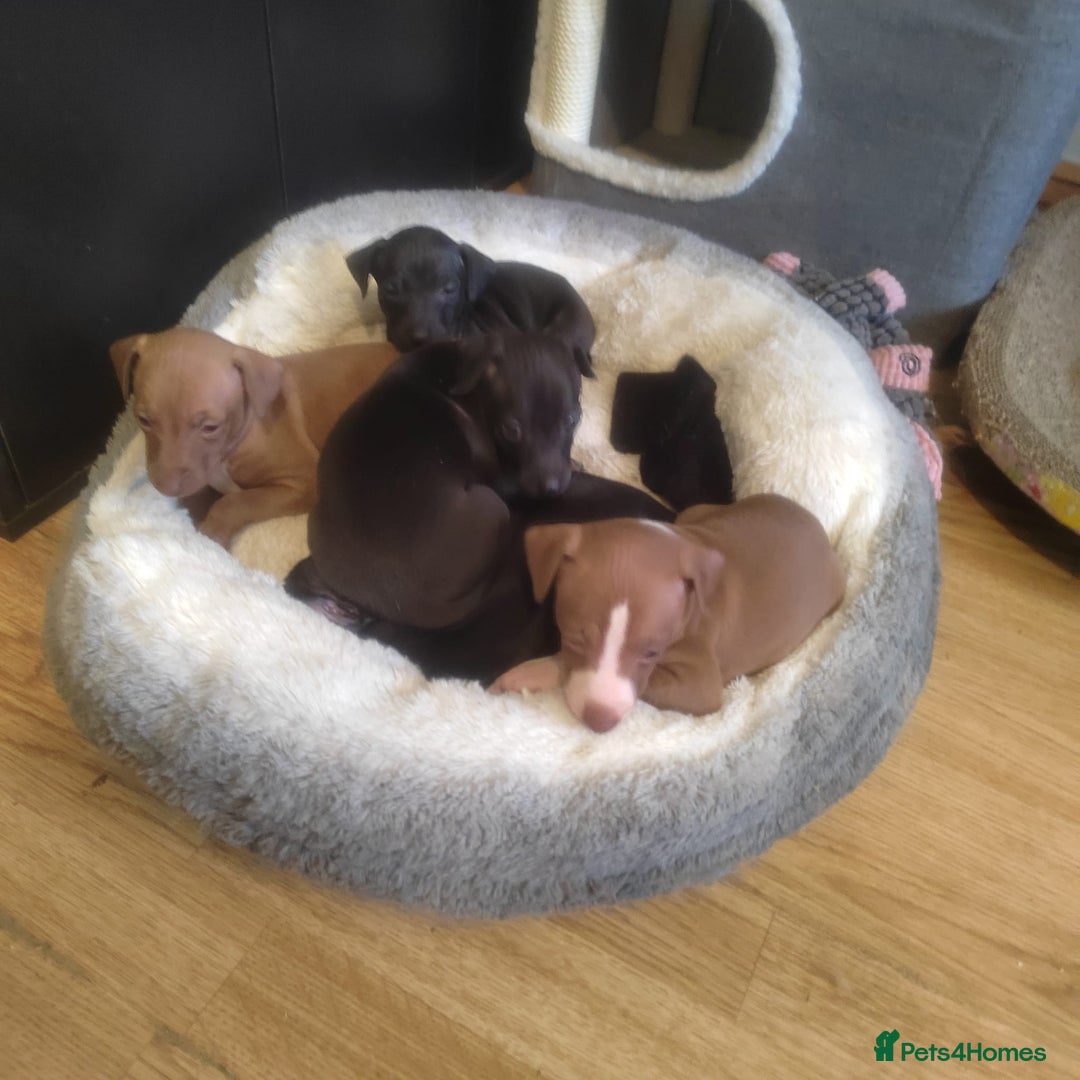 Italian Greyhound dogs for sale: Full bred Italian greyhound pups - Advert 3