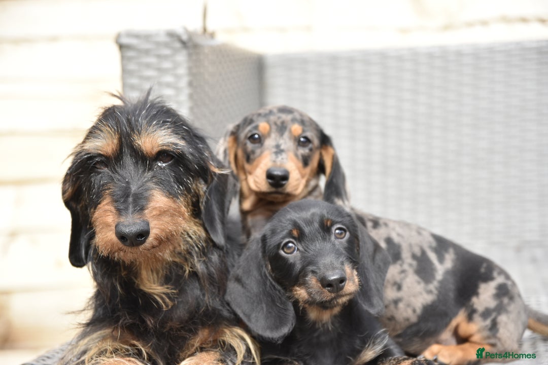 Dachshund dogs for sale: 2 dachshund pups for £750 - Image 1