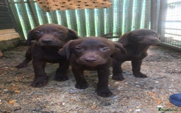 Labrador Retriever dogs for sale: Chocolate labrador puppies - Image 4