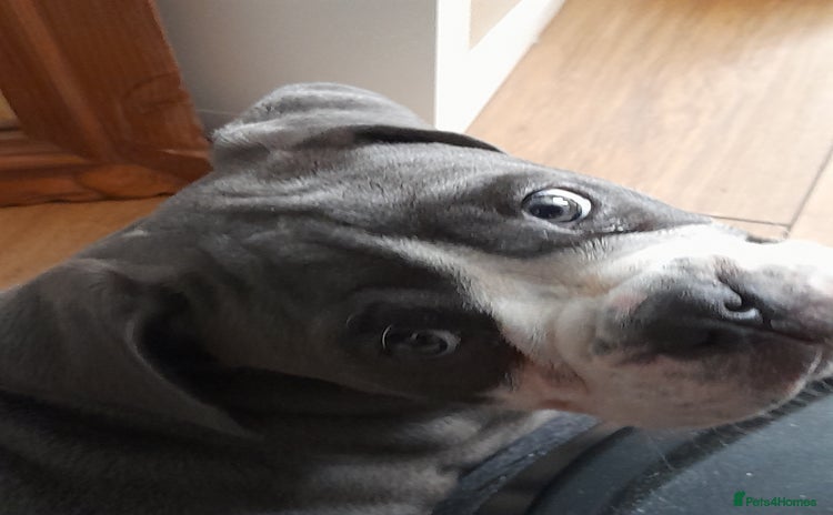 Olde English Bulldogge dogs - Advert 1
