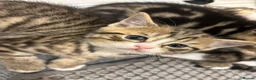 Scottish Fold cats for sale: Beautiful Scottish Fold Kittens - Advert 9