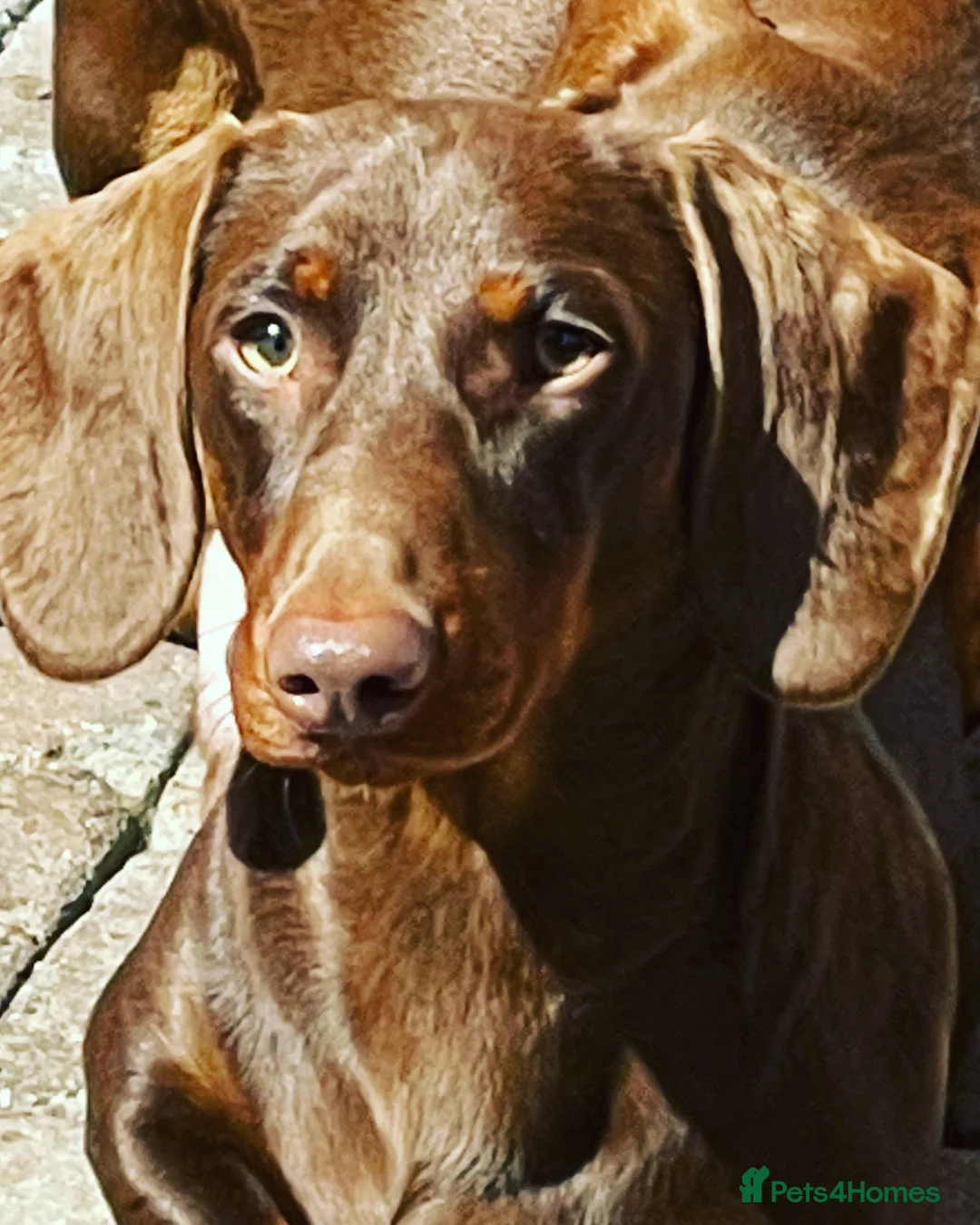 Miniature Dachshund dogs for stud: STUNNING MINIATURE DACHSHUND AVAILABLE AT STUD in Grays - Advert 13