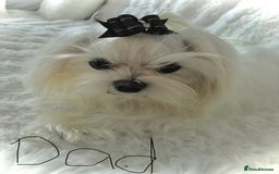 Maltese dogs for sale: Tiny kc registered maltese Korean boys  - Image 11