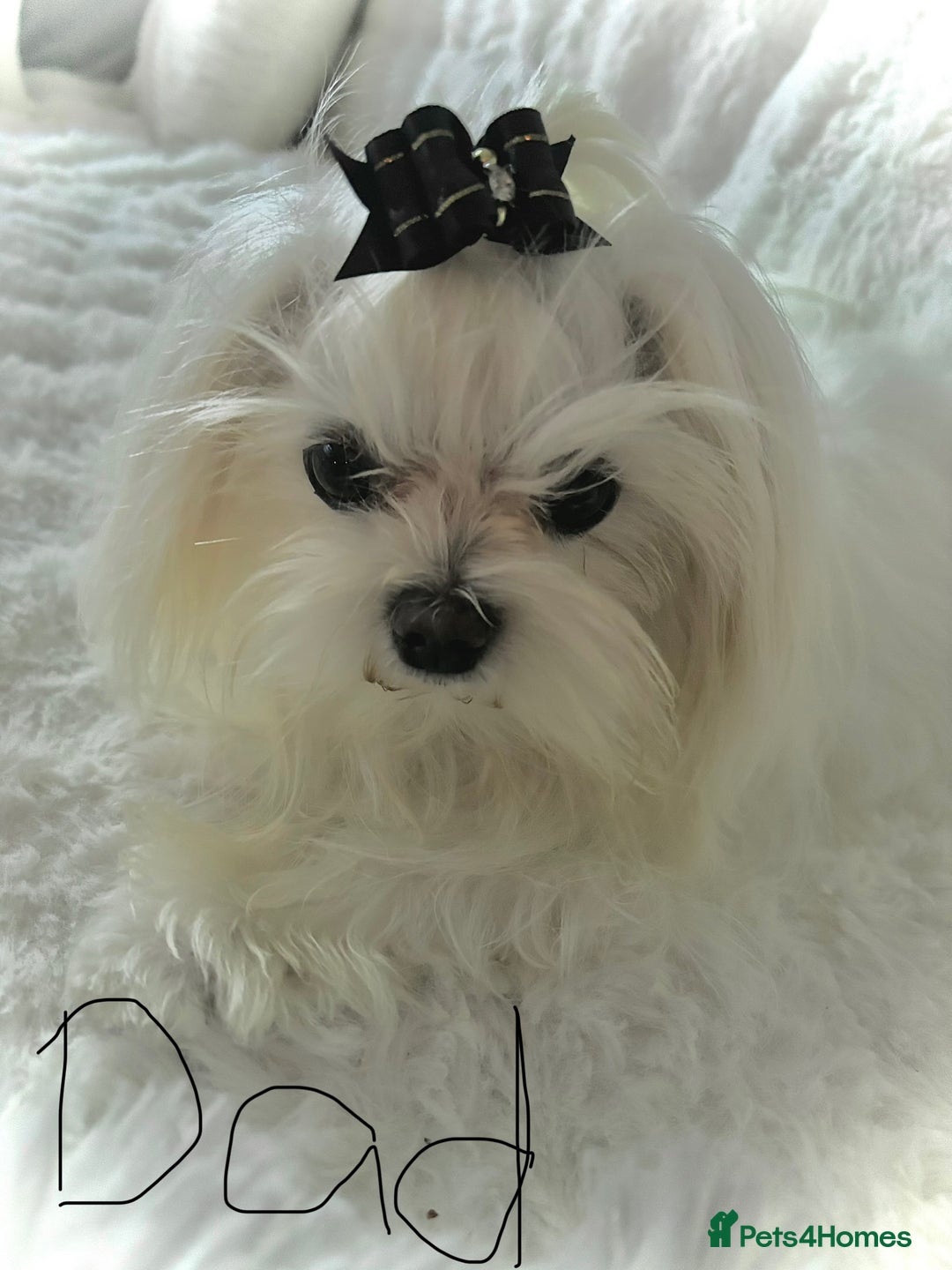 Maltese dogs for sale: Tiny kc registered maltese Korean boys  - Image 11