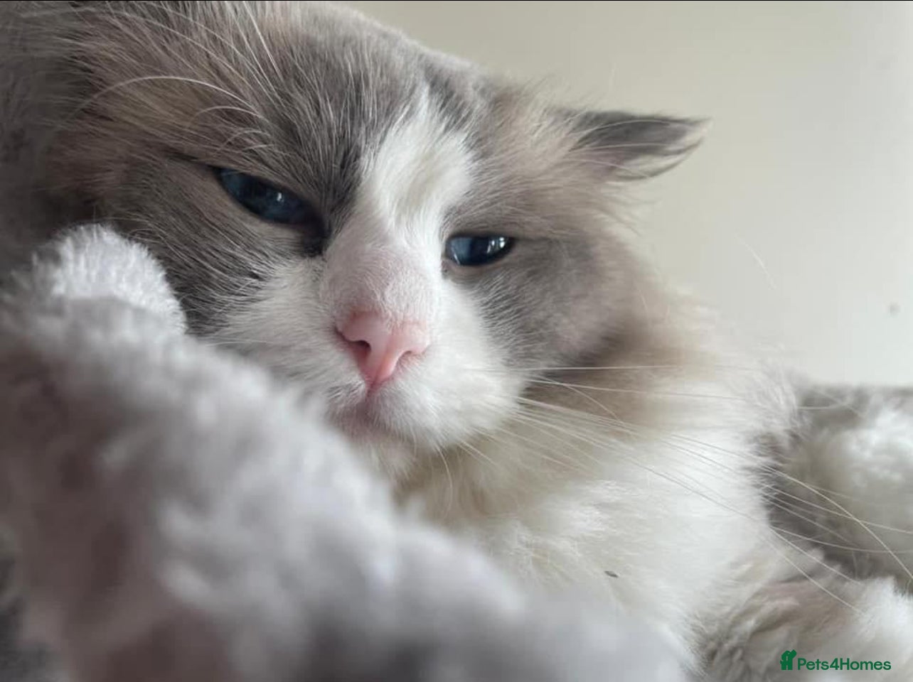 Ragdoll cats Active Luxury Pedigree European Ragdolls  - Advert 12