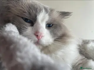 Ragdoll cats Active Luxury Pedigree European Ragdolls - Advert 2