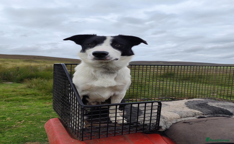 Border Collie dogs - Advert 2