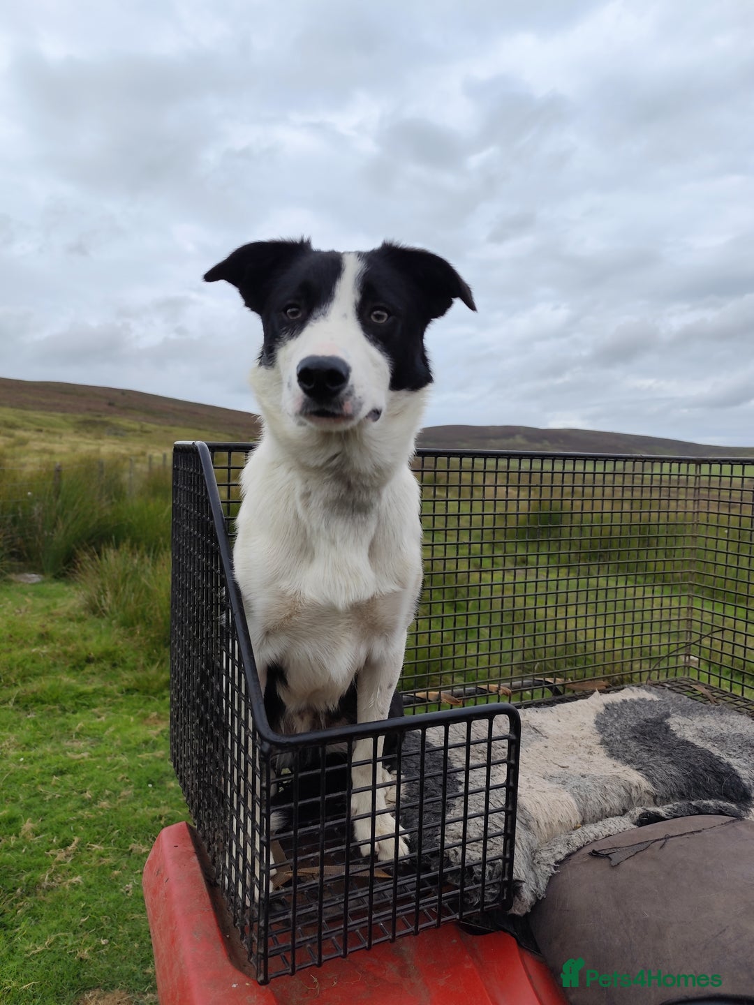Border Collie dogs for sale: Finn 10 months old male border collie  - Image 1