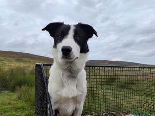 Border Collie dogs - Advert 1