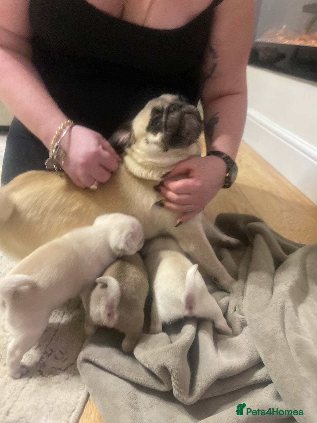 Pug dogs for sale: Beautiful pugs  - Advert 2
