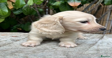 Miniature Dachshund dogs - Advert 15