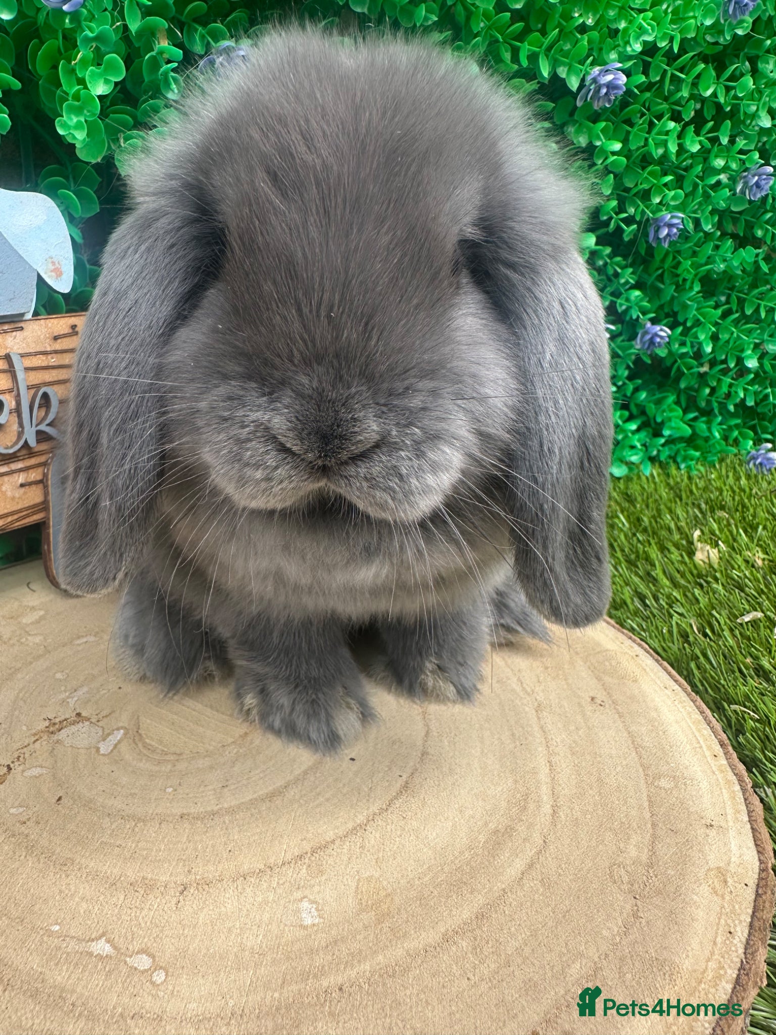Mini Lop rabbits Beautiful purebred mini lops ready now 😍 - Advert 1