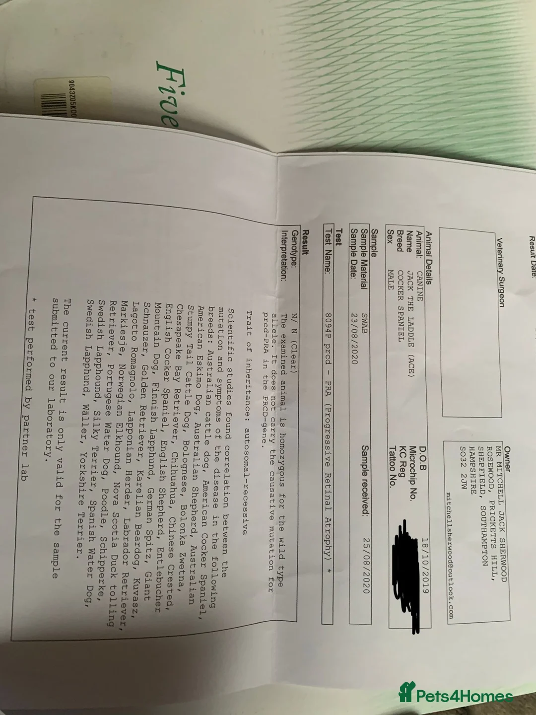 Cocker Spaniel dogs for sale: Beautiful cocker spaniel puppy  - Advert 2