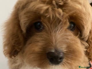 Cavapoo dogs Bambi extraordinary Red and white Cavapoo puppy - Advert 2