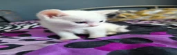 Mixed Breed cats for sale: Kittens  in Oswestry - Advert 3