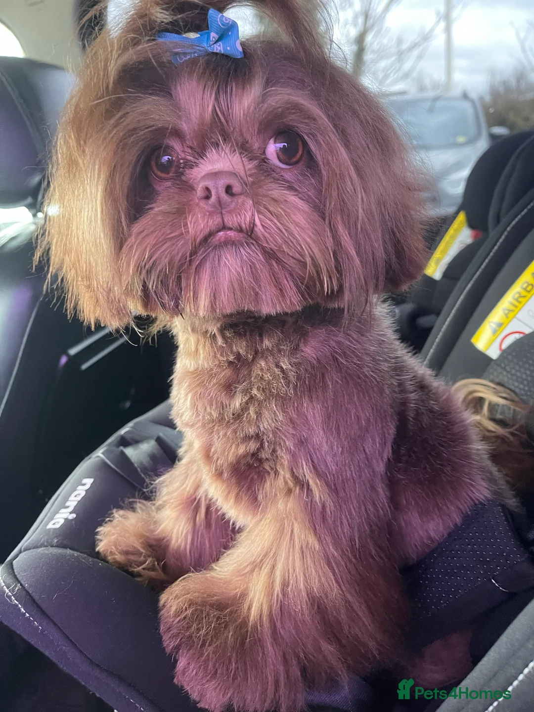 Shih Tzu dogs for stud: STUNNING CHOCOLATE IMPERIAL SHIHTZU OPEN AT STUD in Grays - Advert 15