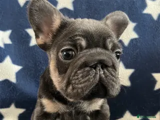 French Bulldog dogs **REDUCED Health tested KC French Bulldogs ** - Advert 6