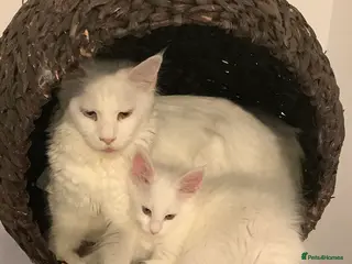 Maine Coon cats Beautiful White Maine Coons Ready Now - Advert 1