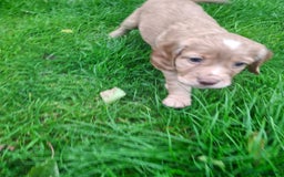 Cocker Spaniel dogs for sale: Kc registered working cocker puppies - Image 8