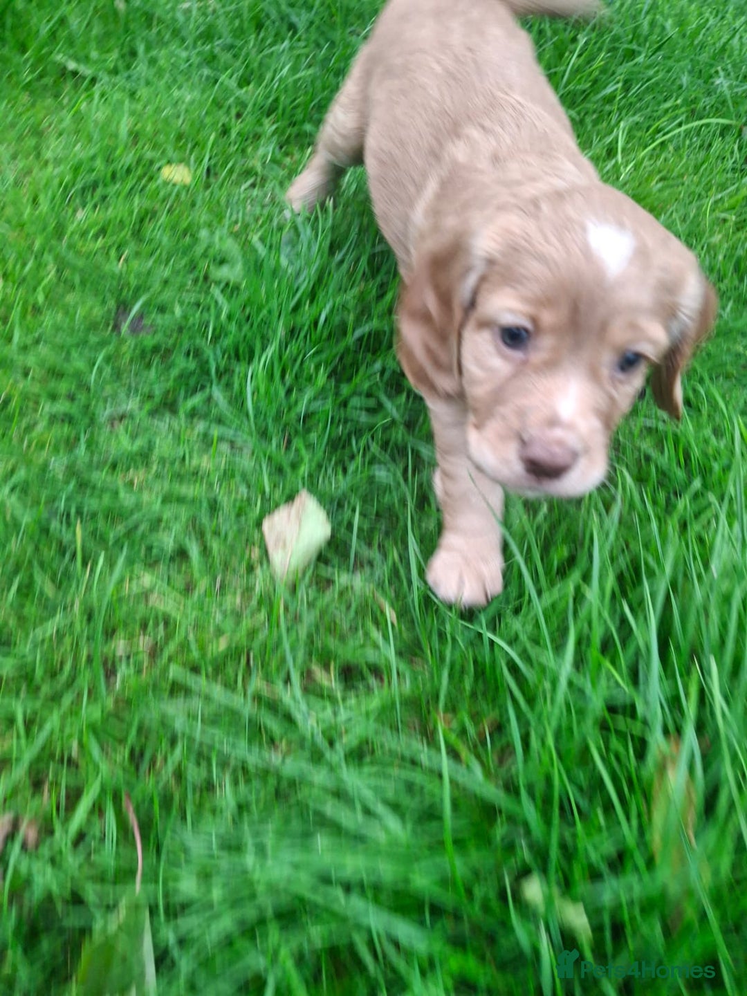 Cocker Spaniel dogs for sale: Kc registered working cocker puppies - Image 8