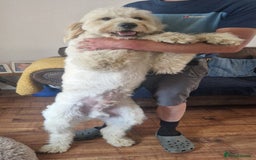 Goldendoodle dogs for stud: Beautiful large goldendoodle for stud - Image 4