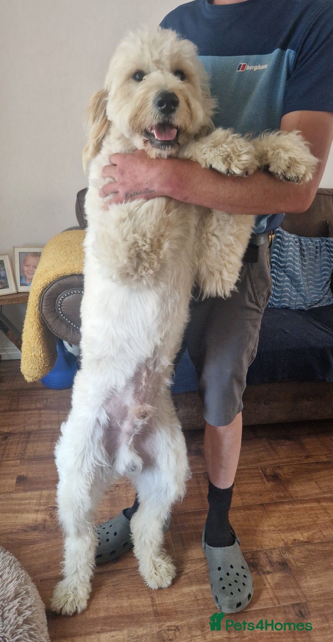 Goldendoodle dogs for stud: Beautiful large goldendoodle for stud - Image 4