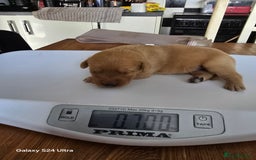 Labrador Retriever dogs for sale: KC REG Lab puppys x 2/11 ready to take home - Image 23