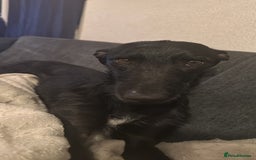 Lurcher dogs for sale: Four-year-old lurcher for sale - Image 15
