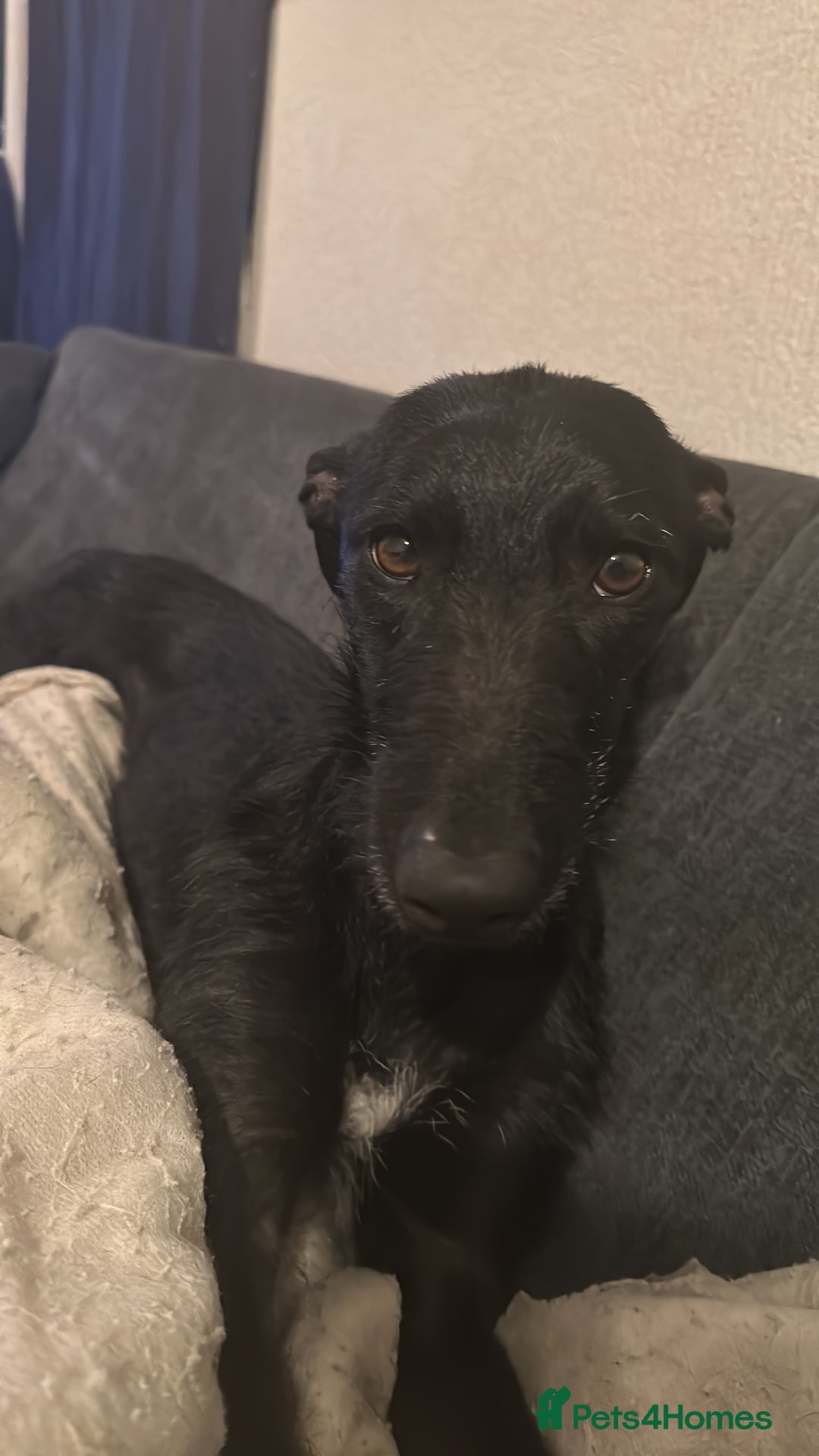Lurcher dogs for sale: Four-year-old lurcher for sale - Image 15