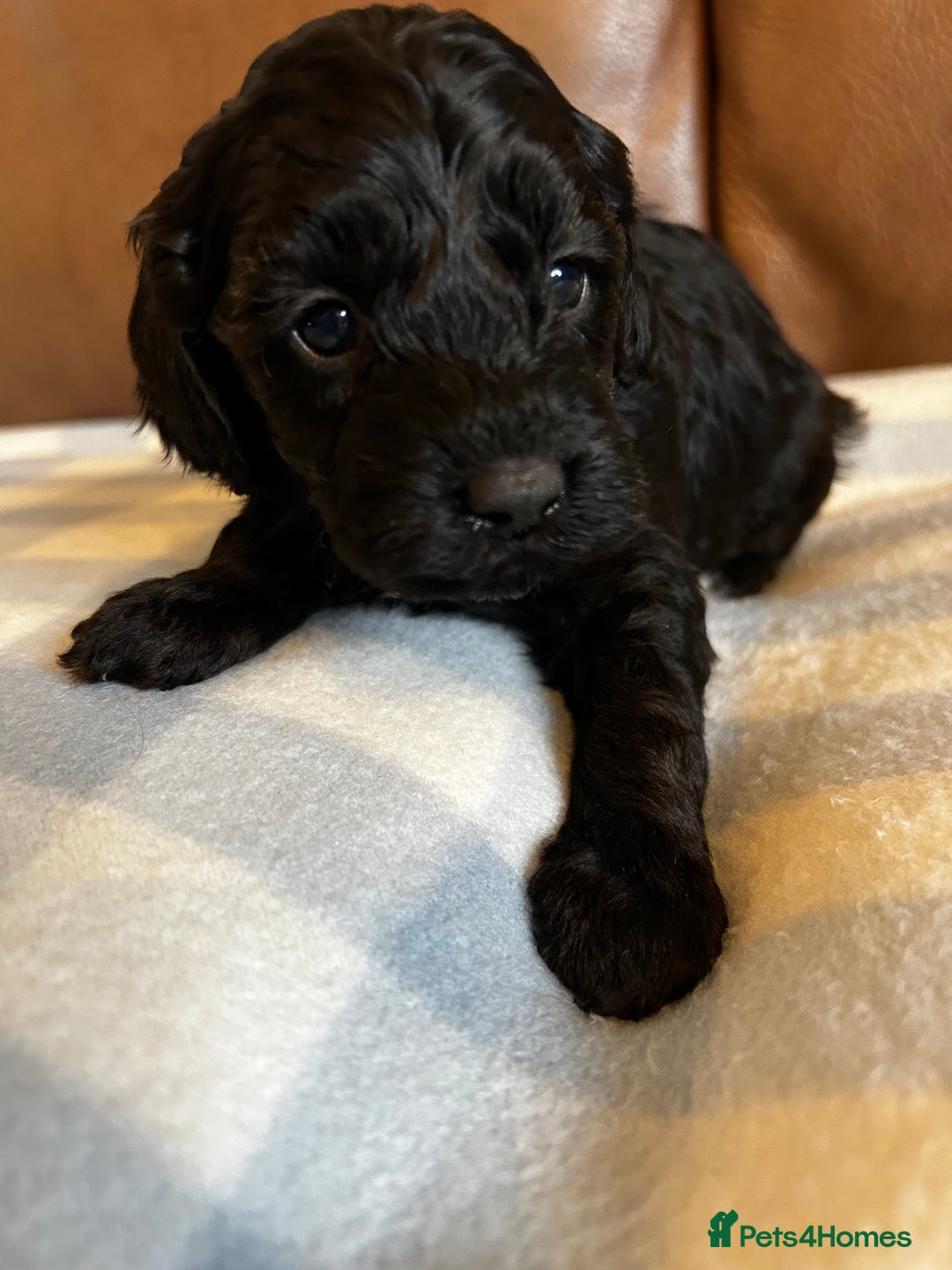 Cockapoo dogs for sale: Toy Cockapoo’s  - Advert 8