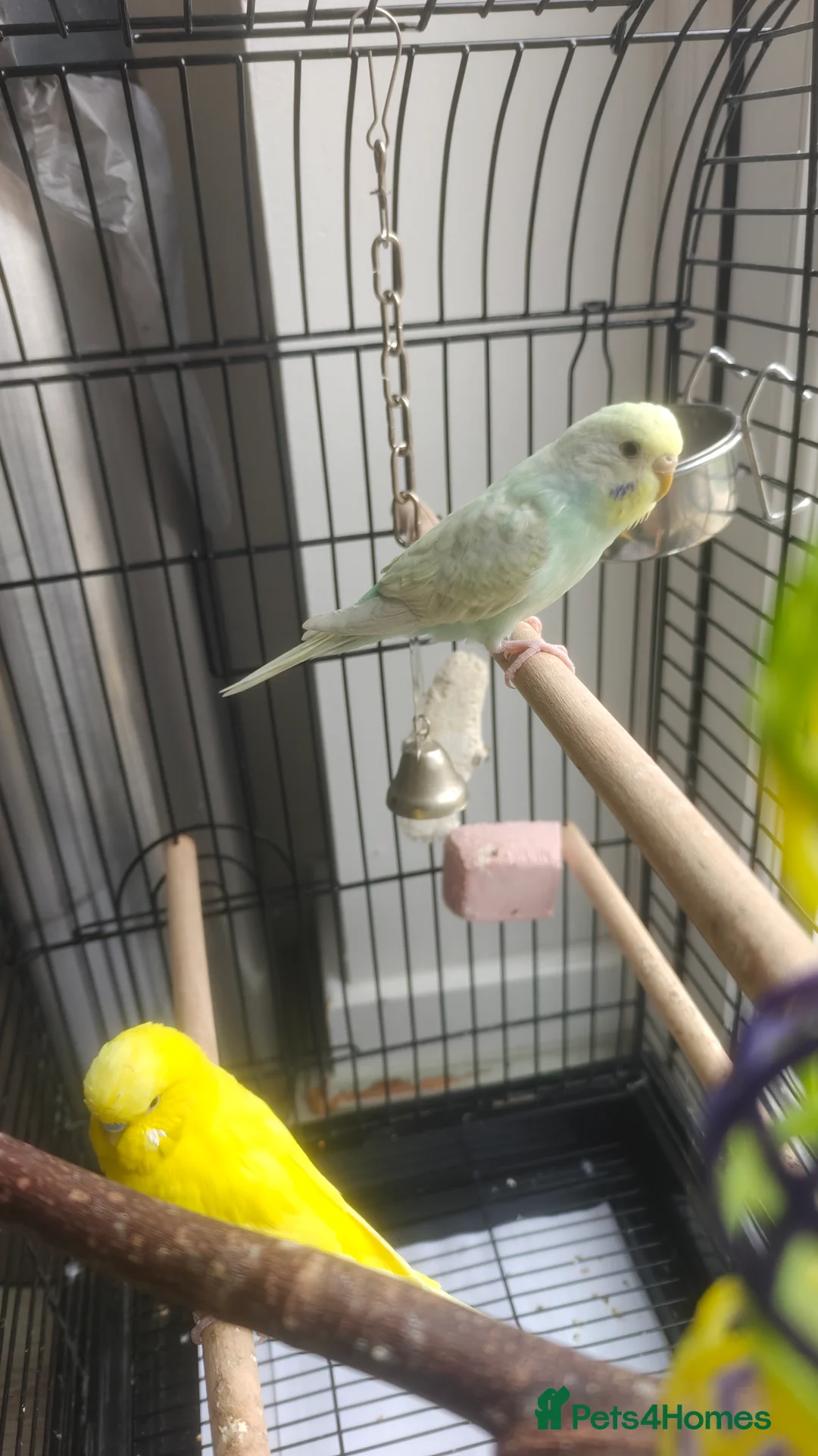 Budgerigars birds for sale: 2 budgies (girl+boy) and 1 or 2 cages for sale - Advert 5