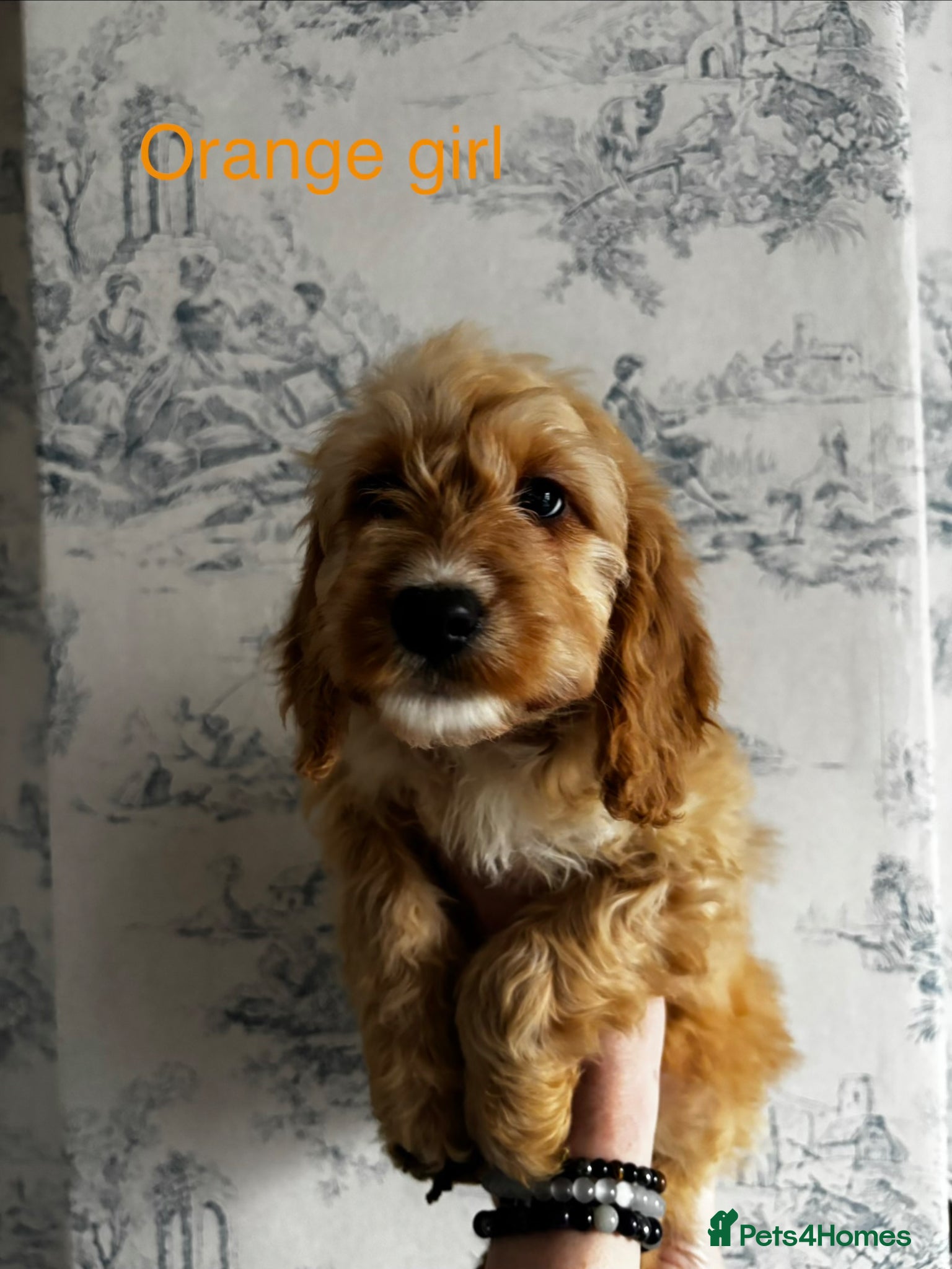 Cockapoo dogs Beautiful F1B cockapoo puppies ready now - Advert 1